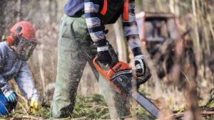 дървета сеч