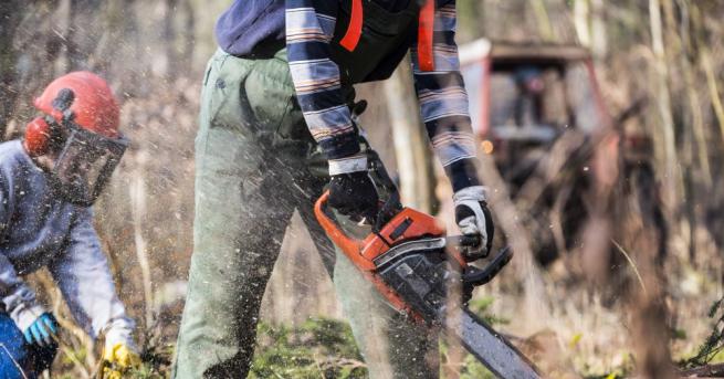 Незаконна сеч на дървета в столичния квартал Дружба Един от
