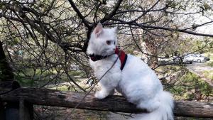 Хайди котка