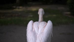 розов пеликан