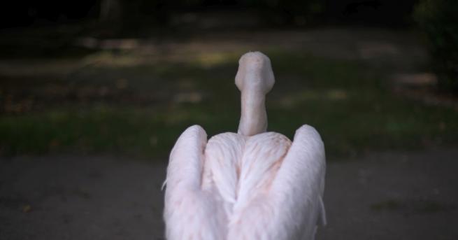 Снимка на розов пеликан разпънат на пътен указател в Раднево