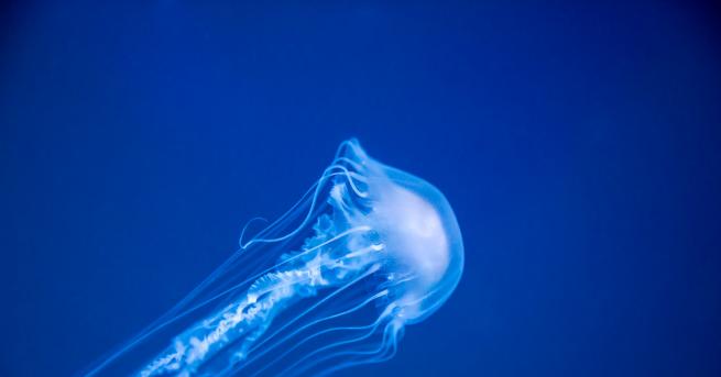 Изследователи са открили противоотрова срещу смъртоносното ужилване на едно от