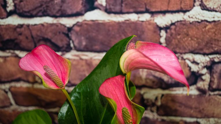  Кое стайно растение ще ти донесе благополучие и шанс съгласно зодията 