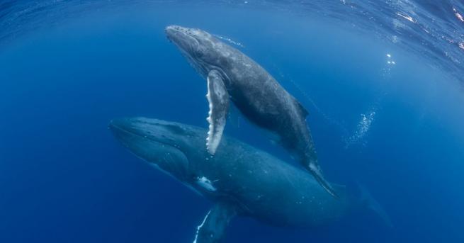 Три вида китове, които се срещат недалеч от бреговете на