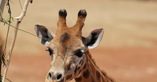 Новородено жирафче в зоологическата градина на Сиатъл получи ортопедични обувки