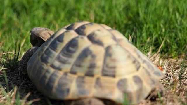 Откриха триметрова рогата костенурка във Венецуела 