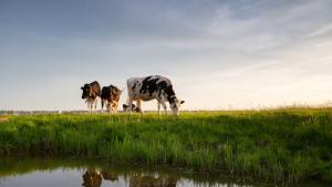 кравеферма