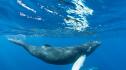 Исландия: Лиценз за лов на китове въпреки опасенията на групите за права на животните
