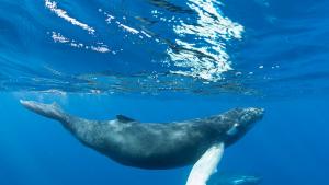 Правителството на Исландия издаде лиценз за лов на китове на