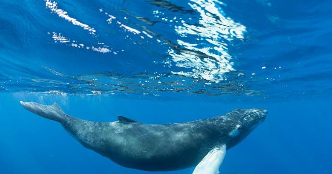 В стомаха на кит, чието тяло било изхвърлено от морето