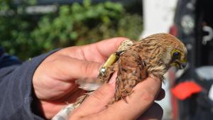 Ема белошипа ветрушка