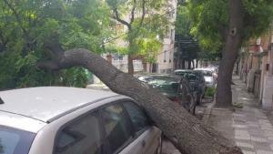 Дърво затисна кола в центъра на Пловдив