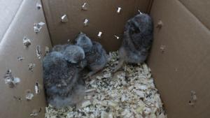 Спасиха 7 бедстващи птици за седмица