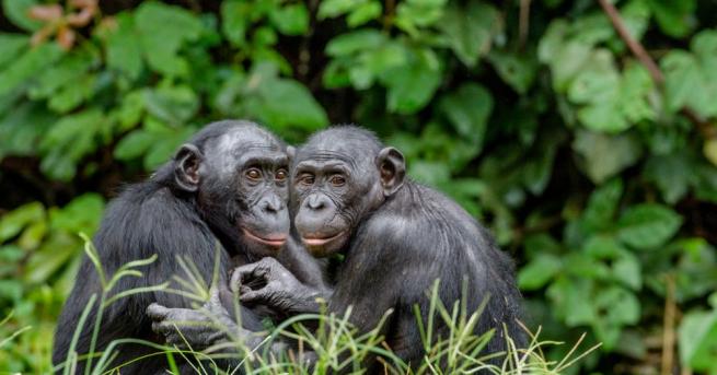 Майките бонобо помагат на синовете си да си намерят партньорка