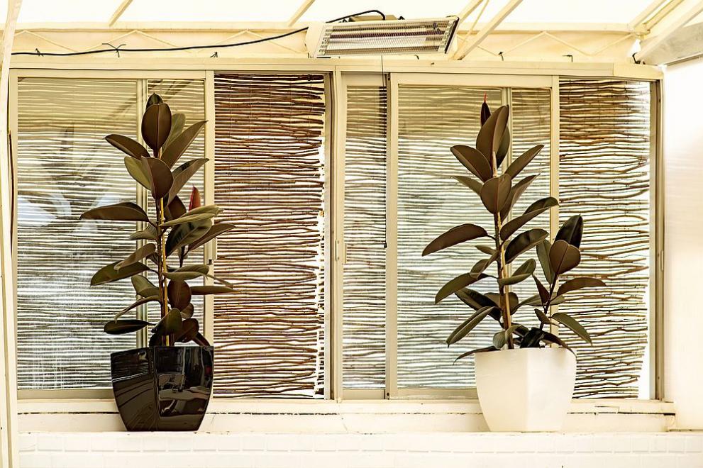  каучуково дръвче 