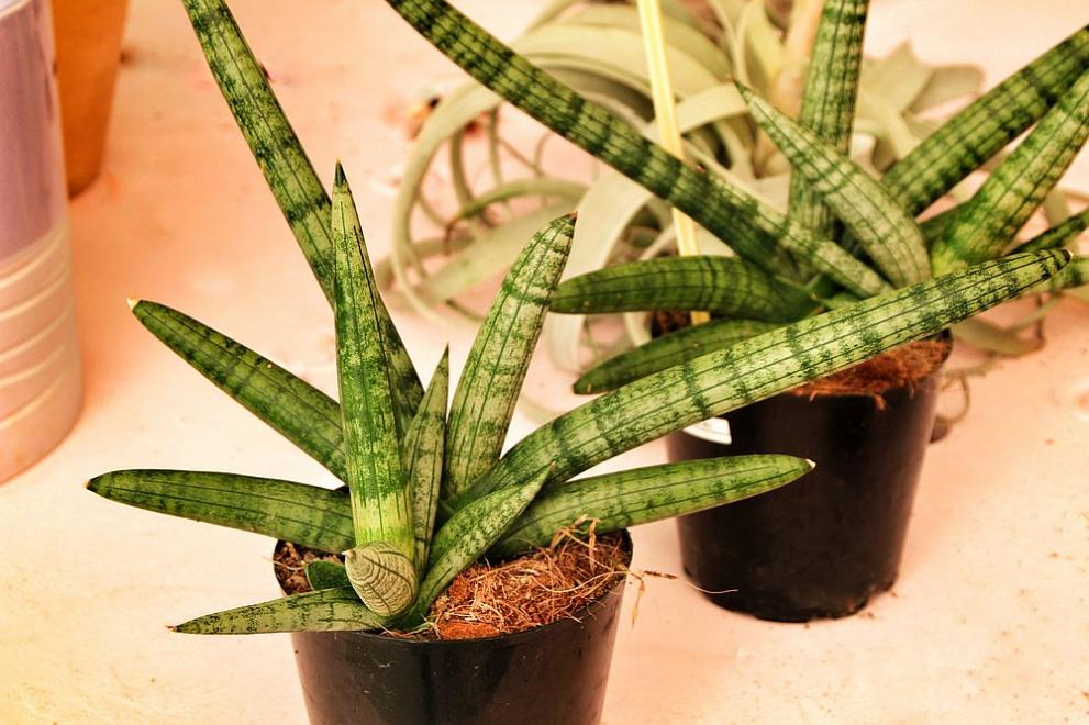  Сансевиера 