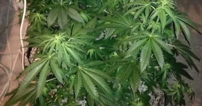 Разкриха оранжерия за марихуана край Карлово Около 21 30 ч снощи