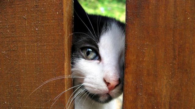 Котарак измина 300 км, за да се върне в родния си… манастир (СНИМКА)
