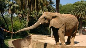 слон зоопарк