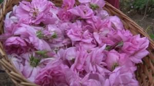 рози розобер