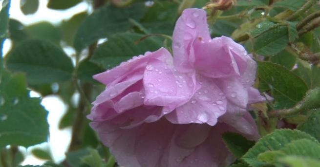 Дни преди началото на розобера собственици на розови масиви ни