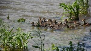 патета река Струма