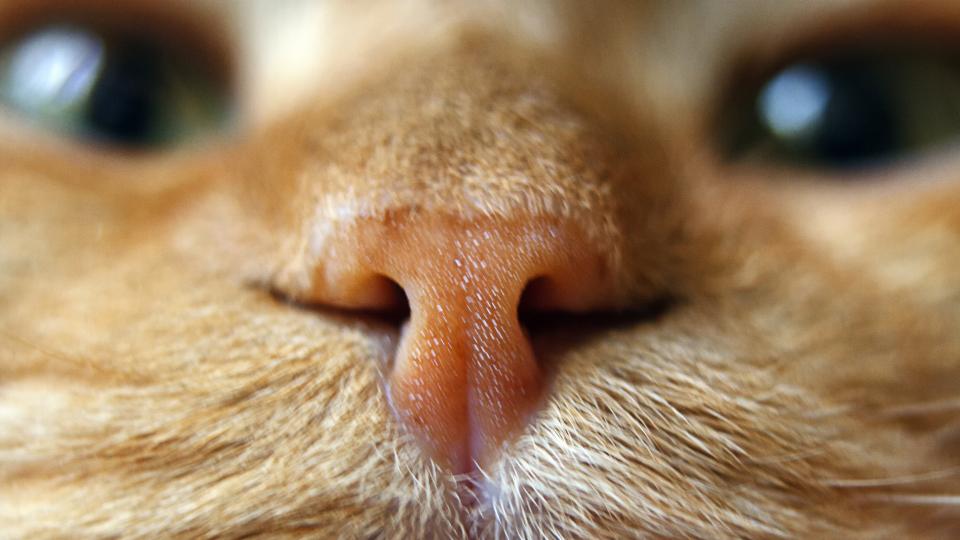 Запознайте се с Оливия: най-красивото котенце в социалните мрежи