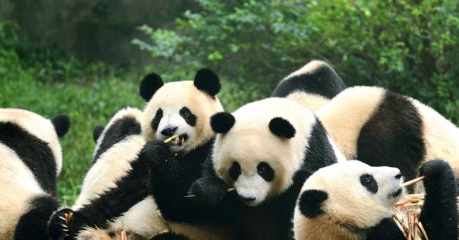 Голяма панда албинос беше заснета в специализирания резерват в китайската