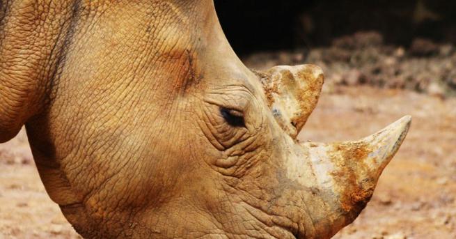 Последният мъжки суматрански носорог в Малайзия обитавал резерват в източния