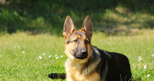 След 12 години служба в ГДБОП отдел Наркотици се раздели