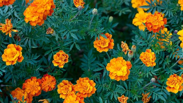 От градината до аптечката: Билката, която помага за здравето и красотата