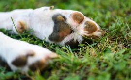  <p>Защо мъж прегази кучето на съседите си в Ямбол</p> 