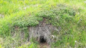 дупка лалугер