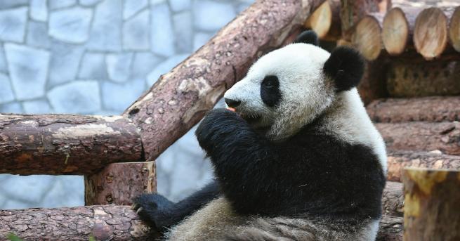 Китайският президент Си Цзинпин подари две панди на Московския зоопарк