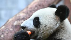 Шуан Шуан най старата панда в Мексико умря на 35 години