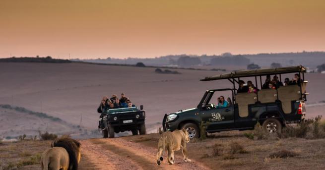 Стадо от 14 лъва броди свободно в южноафриканската провинция Лимпопо