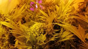 наркооранжерии