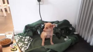 осиновено куче