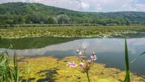 плуване Русе