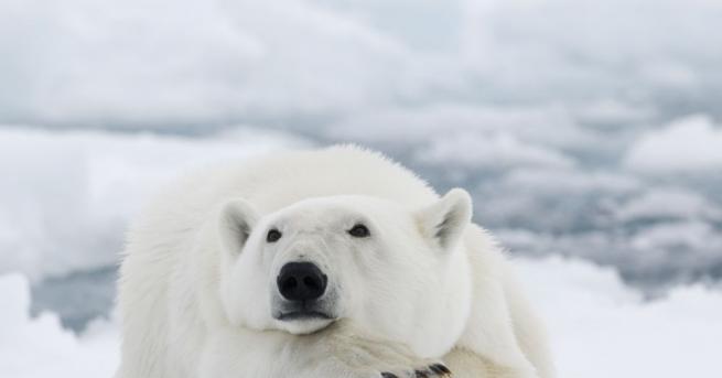 Изгладнялата бяла мечка която стигна до град Норилск в руската