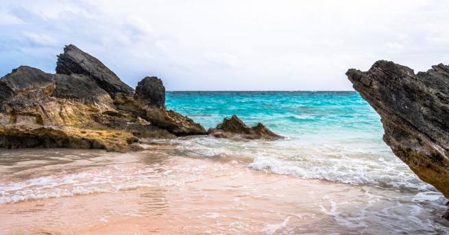 Тяло на морско същество което по форма и цвят наподобява