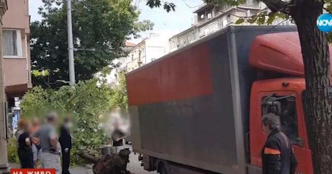 България Шофьор бутна дърво в центъра на София Майка с