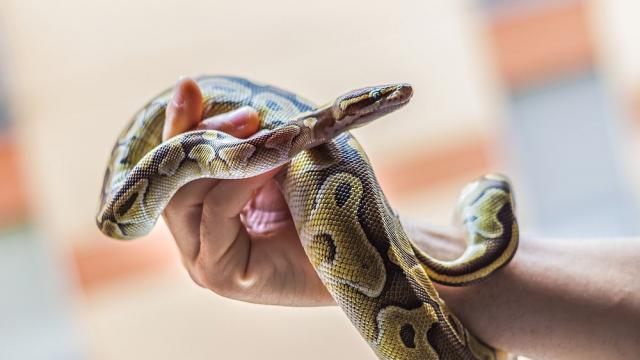 Учени откриха антитяло, което предпазва от смъртоносната отрова на много видове змии