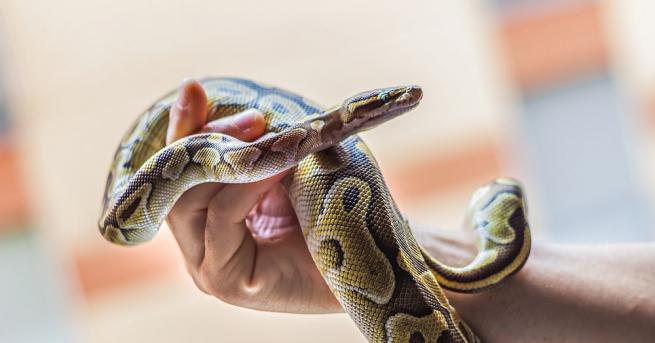 Индийската полиция арестува мъж използвал две отровни змии за да