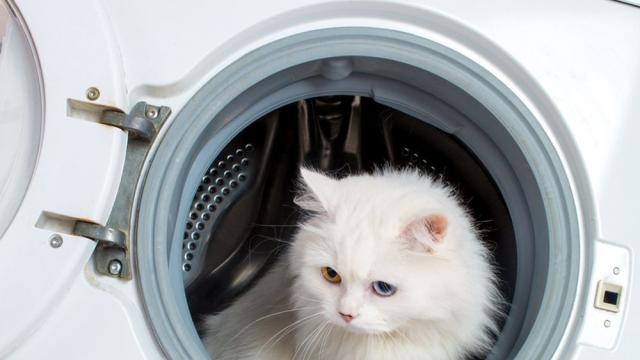 Наистина имат девет живота: Жена изпра котката си в пералня