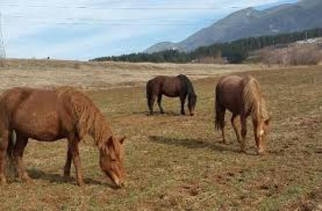 Откраднаха 5 коня от стопанска постройка в Белица