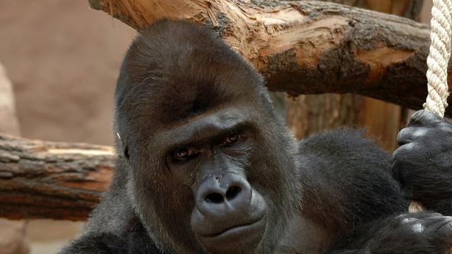 Съдбата на последната горила в плен в Тайланд предизвиква спорове