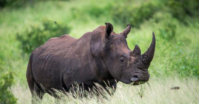 Рядък мъжки черен носорог умря, докато го превозваха от Великобритания