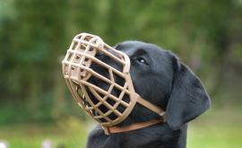  <p>Забраниха разхождането на кучета без мотив и намордник&nbsp; &nbsp;&nbsp;</p> 