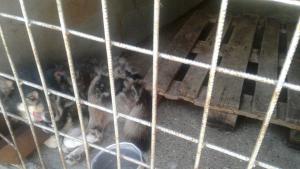 общински приют